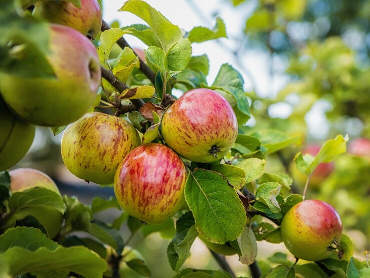 Ein Strauch eines Apfelbaumes mit reifen Äpfeln. | © GettyImages/Rory McDonald